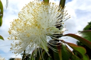 <strong>Lecythidaceae - Foetidia mauritiana - Lam.</strong><br />© Sarrailh Jean-Michel / CIRAD