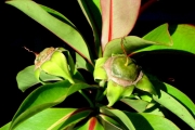 <strong>Lecythidaceae - Foetidia mauritiana - Lam.</strong><br />© Sarrailh Jean-Michel / CIRAD
