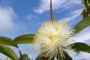 <strong>Lecythidaceae - Foetidia mauritiana - Lam.</strong><br />© Sarrailh Jean-Michel / CIRAD
