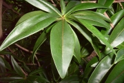 <strong>Lecythidaceae - Foetidia mauritiana - Lam.</strong><br />© Perroud Annaïg