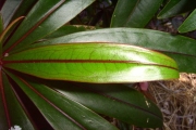 <strong>Lecythidaceae - Foetidia mauritiana - Lam.</strong><br />© Perroud Annaïg