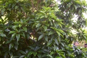 <strong>Lecythidaceae - Foetidia mauritiana - Lam.</strong><br />© Perroud Annaïg