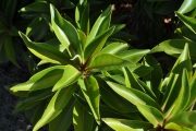 <strong>Lecythidaceae - Foetidia mauritiana - Lam.</strong><br />© Sarrailh Jean-Michel / CIRAD
