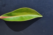 <strong>Lecythidaceae - Foetidia mauritiana - Lam.</strong><br />© Sarrailh Jean-Michel / CIRAD