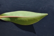 <strong>Lecythidaceae - Foetidia mauritiana - Lam.</strong><br />© Sarrailh Jean-Michel / CIRAD