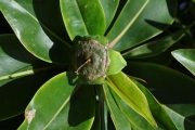 <strong>Lecythidaceae - Foetidia mauritiana - Lam.</strong><br />© Sarrailh Jean-Michel / CIRAD