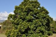 <strong>Lecythidaceae - Foetidia mauritiana - Lam.</strong><br />© Sarrailh Jean-Michel / CIRAD