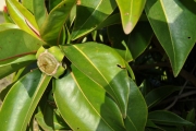 <strong>Lecythidaceae - Foetidia mauritiana - Lam.</strong><br />© Sarrailh Jean-Michel / CIRAD