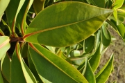 <strong>Lecythidaceae - Foetidia mauritiana - Lam.</strong><br />© Sarrailh Jean-Michel / CIRAD