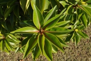 <strong>Lecythidaceae - Foetidia mauritiana - Lam.</strong><br />© Sarrailh Jean-Michel / CIRAD