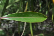 <strong>Lecythidaceae - Foetidia mauritiana - Lam.</strong><br />© Sarrailh Jean-Michel / CIRAD