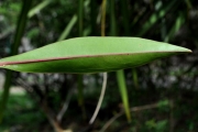 <strong>Lecythidaceae - Foetidia mauritiana - Lam.</strong><br />© Sarrailh Jean-Michel / CIRAD