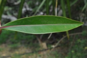 <strong>Lecythidaceae - Foetidia mauritiana - Lam.</strong><br />© Sarrailh Jean-Michel / CIRAD