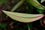 <strong>Lecythidaceae - Foetidia mauritiana - Lam.</strong><br />© Sarrailh Jean-Michel / CIRAD