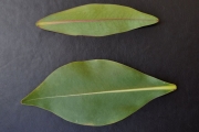 <strong>Lecythidaceae - Foetidia mauritiana - Lam.</strong><br />© Sarrailh Jean-Michel / CIRAD