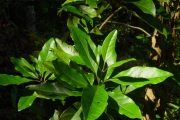<strong>Loganiaceae - Geniostoma borbonicum - (Lam.) Spreng.</strong><br />© Sarrailh Jean-Michel / CIRAD