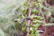 <strong>Loganiaceae - Geniostoma borbonicum - (Lam.) Spreng.</strong><br />© Sarrailh Jean-Michel / CIRAD