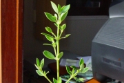 <strong>Loganiaceae - Geniostoma borbonicum - (Lam.) Spreng.</strong><br />© Sarrailh Jean-Michel / CIRAD