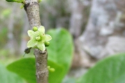 <strong>Loganiaceae - Geniostoma borbonicum - (Lam.) Spreng.</strong><br />© Turquet Vincent