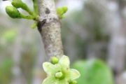 <strong>Loganiaceae - Geniostoma borbonicum - (Lam.) Spreng.</strong><br />© Turquet Vincent