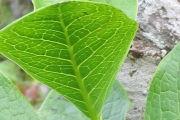 <strong>Loganiaceae - Geniostoma borbonicum - (Lam.) Spreng.</strong><br />© Sarrailh Jean-Michel / CIRAD