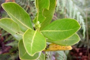 <strong>Loganiaceae - Geniostoma borbonicum - (Lam.) Spreng.</strong><br />© Sarrailh Jean-Michel / CIRAD