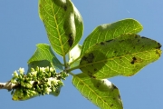 <strong>Loganiaceae - Geniostoma borbonicum - (Lam.) Spreng.</strong><br />© Sarrailh Jean-Michel / CIRAD