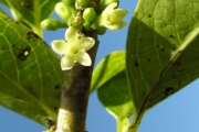 <strong>Loganiaceae - Geniostoma borbonicum - (Lam.) Spreng.</strong><br />© Sarrailh Jean-Michel / CIRAD