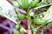 <strong>Loganiaceae - Geniostoma borbonicum - (Lam.) Spreng.</strong><br />© Sarrailh Jean-Michel / CIRAD
