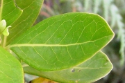 <strong>Loganiaceae - Geniostoma borbonicum - (Lam.) Spreng.</strong><br />© Sarrailh Jean-Michel / CIRAD