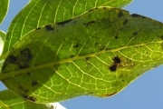 <strong>Loganiaceae - Geniostoma borbonicum - (Lam.) Spreng.</strong><br />© Sarrailh Jean-Michel / CIRAD