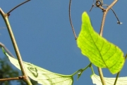 <strong>Rhamnaceae - Gouania mauritiana - Lam.</strong><br />© Sarrailh Jean-Michel / CIRAD