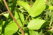 <strong>Rhamnaceae - Gouania mauritiana - Lam.</strong><br />© Sarrailh Jean-Michel / CIRAD