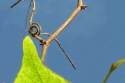 <strong>Rhamnaceae - Gouania mauritiana - Lam.</strong><br />© Sarrailh Jean-Michel / CIRAD