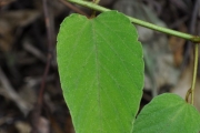 <strong>Rhamnaceae - Gouania mauritiana - Lam.</strong><br />© Sarrailh Jean-Michel / CIRAD