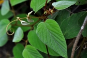 <strong>Rhamnaceae - Gouania mauritiana - Lam.</strong><br />© Sarrailh Jean-Michel / CIRAD