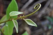 <strong>Rhamnaceae - Gouania mauritiana - Lam.</strong><br />© Sarrailh Jean-Michel / CIRAD