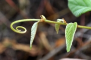 <strong>Rhamnaceae - Gouania mauritiana - Lam.</strong><br />© Sarrailh Jean-Michel / CIRAD