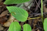 <strong>Rhamnaceae - Gouania mauritiana - Lam.</strong><br />© Sarrailh Jean-Michel / CIRAD