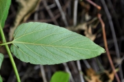<strong>Rhamnaceae - Gouania mauritiana - Lam.</strong><br />© Sarrailh Jean-Michel / CIRAD