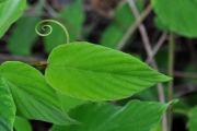 <strong>Rhamnaceae - Gouania mauritiana - Lam.</strong><br />© Sarrailh Jean-Michel / CIRAD