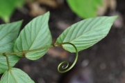<strong>Rhamnaceae - Gouania mauritiana - Lam.</strong><br />© Sarrailh Jean-Michel / CIRAD