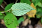 <strong>Rhamnaceae - Gouania mauritiana - Lam.</strong><br />© Sarrailh Jean-Michel / CIRAD