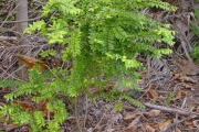 <strong>Chrysobalanaceae - Grangeria borbonica - Lam.</strong><br />© Sarrailh Jean-Michel / CIRAD