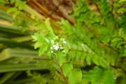 <strong>Chrysobalanaceae - Grangeria borbonica - Lam.</strong><br />© Sarrailh Jean-Michel / CIRAD