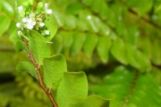 <strong>Chrysobalanaceae - Grangeria borbonica - Lam.</strong><br />© Sarrailh Jean-Michel / CIRAD