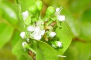 <strong>Chrysobalanaceae - Grangeria borbonica - Lam.</strong><br />© Sarrailh Jean-Michel / CIRAD
