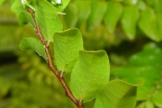 <strong>Chrysobalanaceae - Grangeria borbonica - Lam.</strong><br />© Sarrailh Jean-Michel / CIRAD