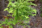 <strong>Chrysobalanaceae - Grangeria borbonica - Lam.</strong><br />© Sarrailh Jean-Michel / CIRAD