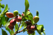 <strong>Chrysobalanaceae - Grangeria borbonica - Lam.</strong><br />© Sarrailh Jean-Michel / CIRAD